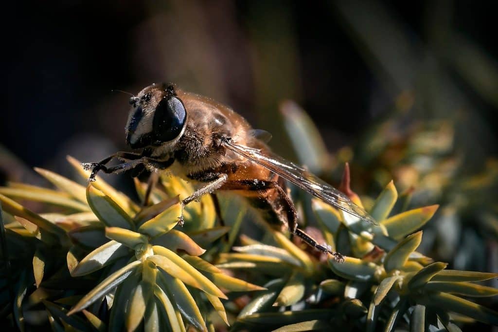image presents Gardener Yennora