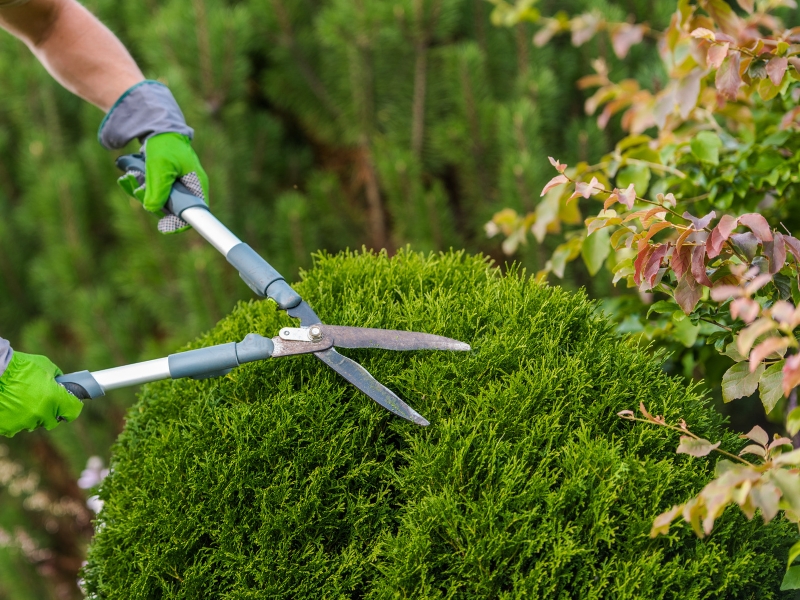 Gardener trimming bushes while planning a garden maintenance schedule.