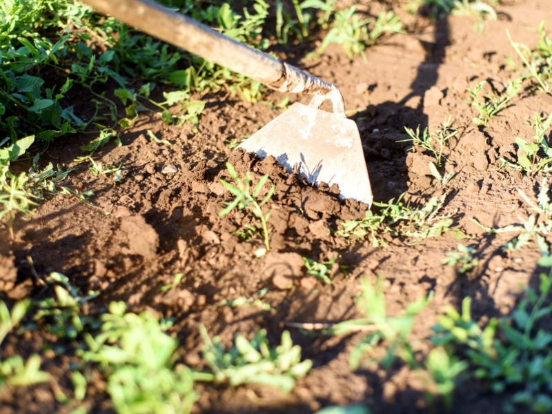Farmer using hoe for preventing weeds in garden soil effectively.