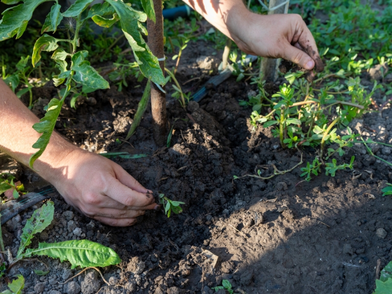 Gardener hand-weeding around plants for preventing weeds in garden beds.