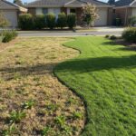 Fixing a lawn full of weeds in an Australian backyard garden