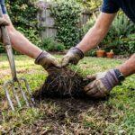 Checking turf roots to diagnose a patchy, brown lawn in a Sydney backyard.