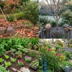 Sydney garden care by season showing autumn mulching, winter pruning, spring planting, and summer watering tasks.
