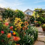 Grevillea and kangaroo paw blooming in a Sydney garden during winter.
