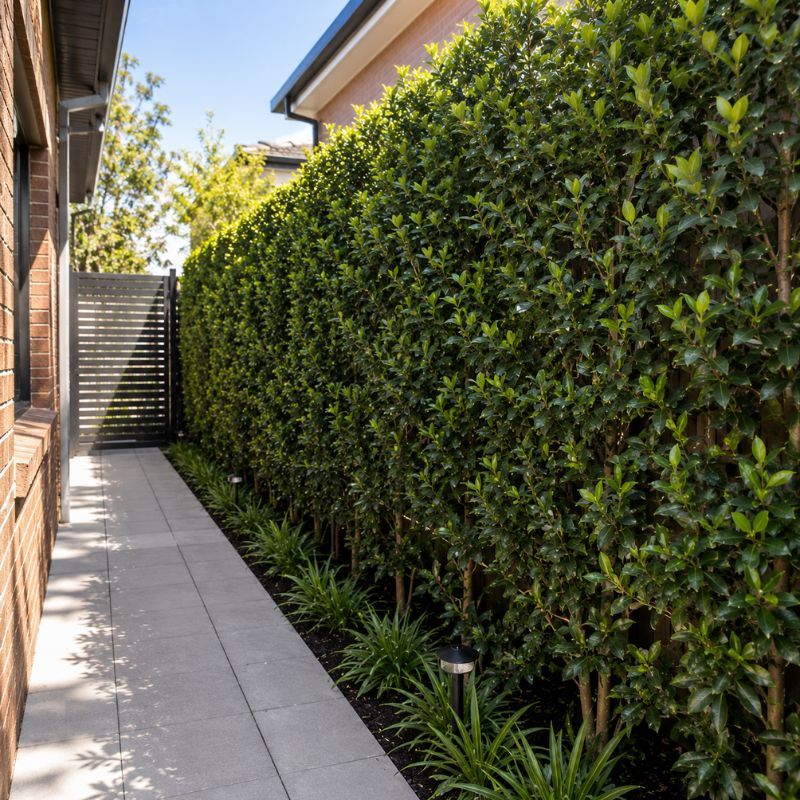 Slim dense hedge giving privacy on a tight Canterbury block