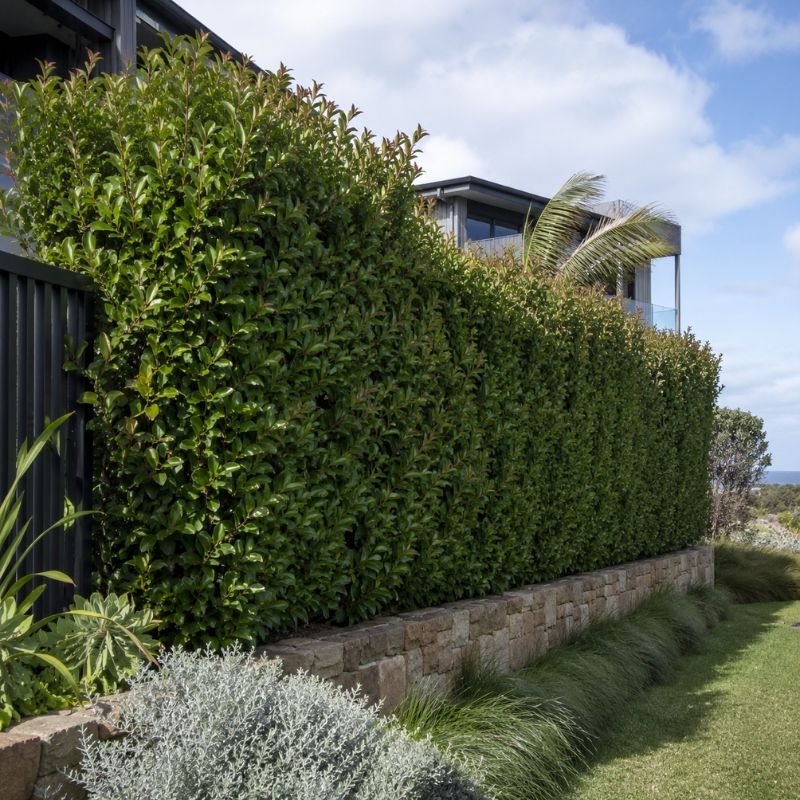 Dense wind-firm hedge screening an exposed Northern Beaches property